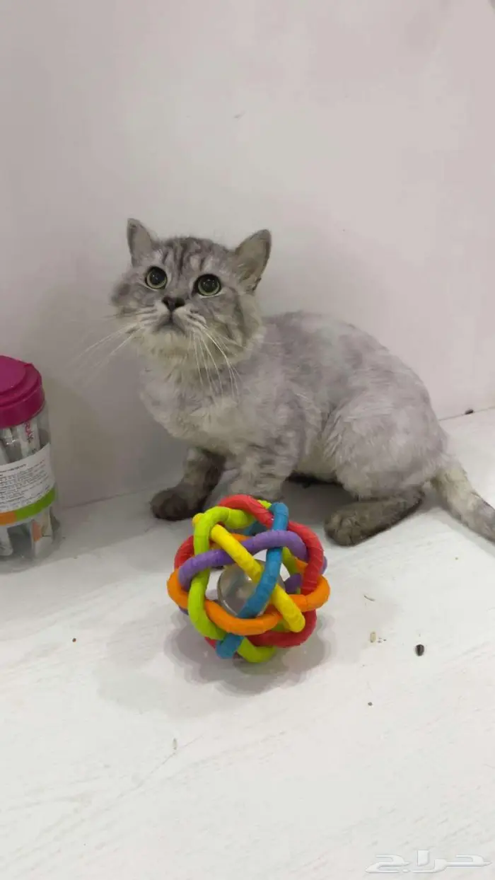 قط مع اغراضه كامله للتبني 0