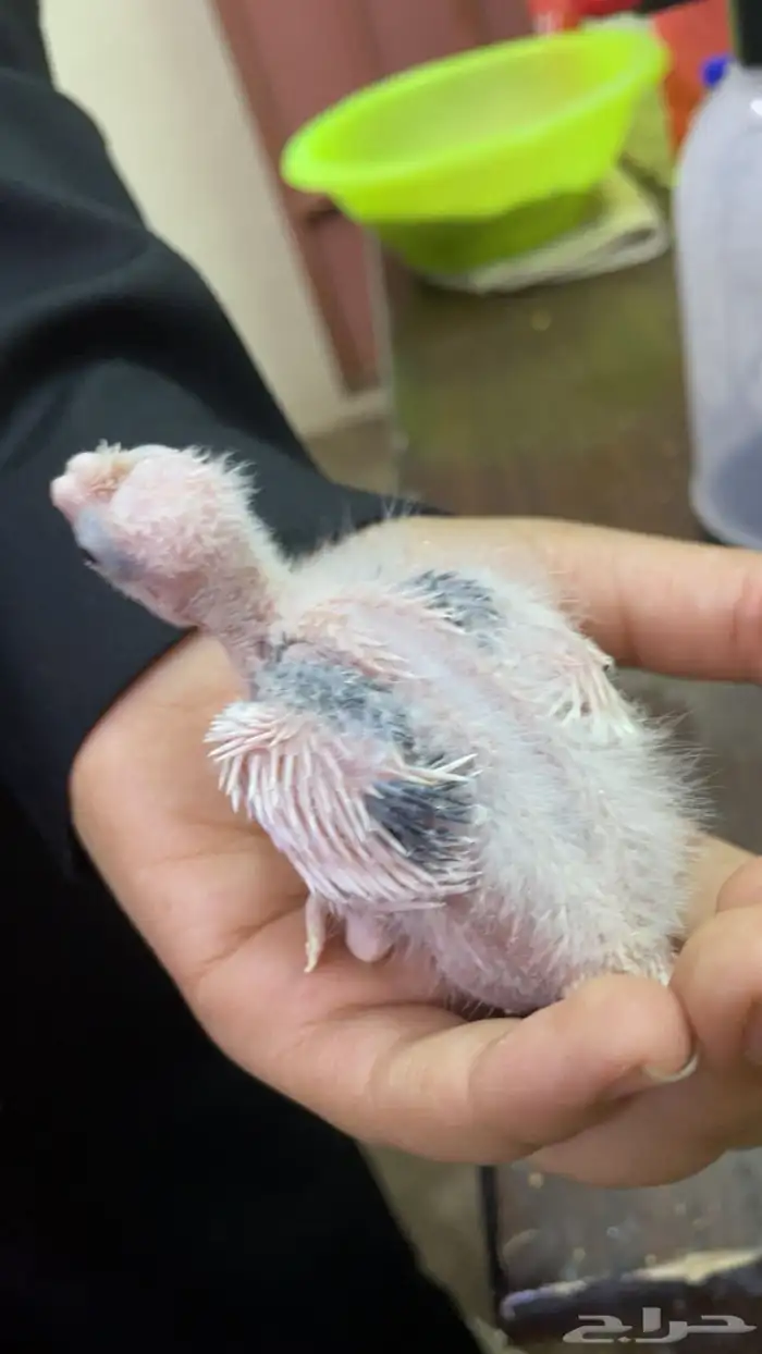 فروخ كروان 0