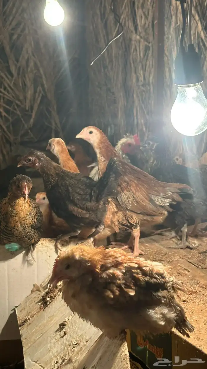 دجاج بلدي عمر شهرين 5