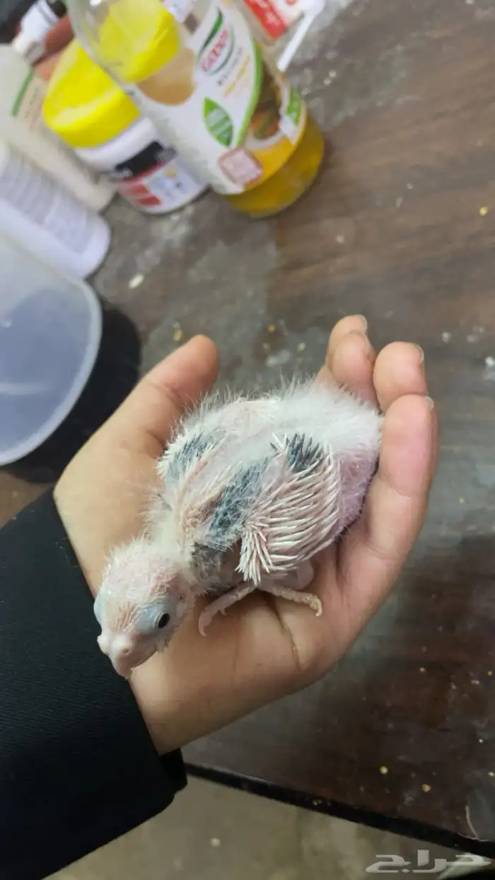 فروخ كروان 1