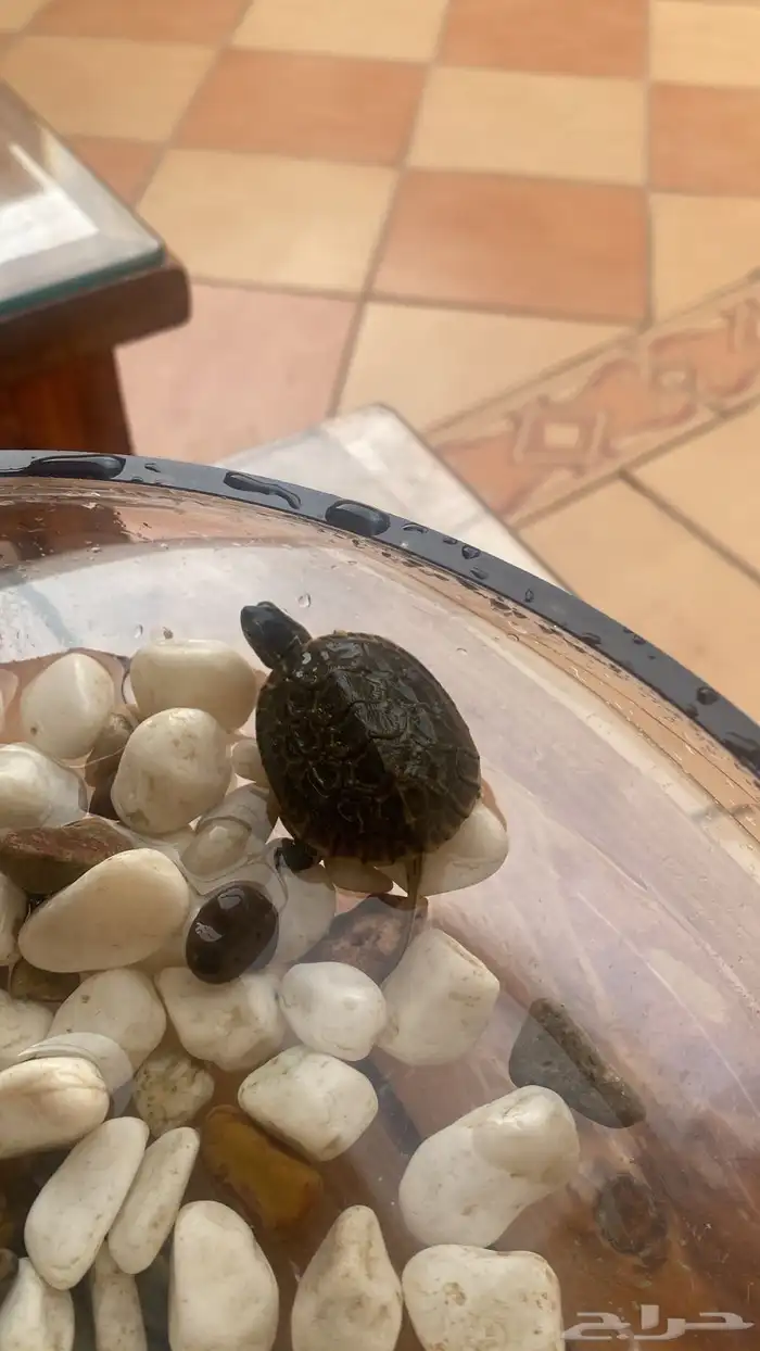 للبيع سلحفاة برمائية 0