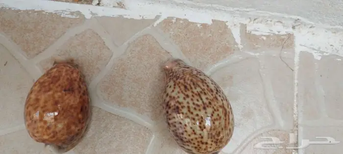 صدف البحر للبيع 0