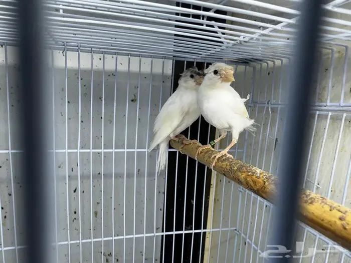 مجموعة كناري انتاج السنه 1