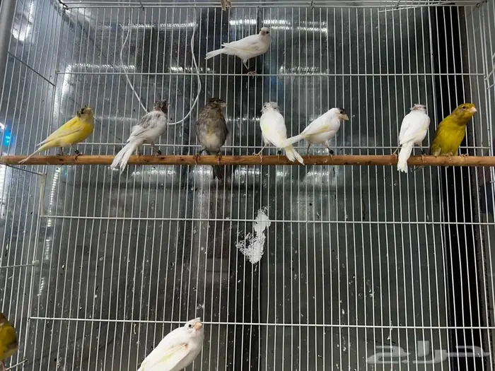 مجموعة كناري انتاج السنه 2