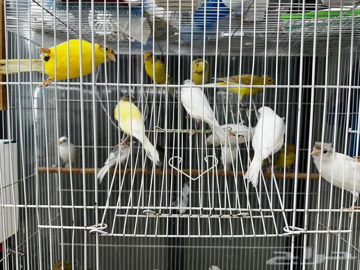 مجموعة كناري انتاج السنه 0