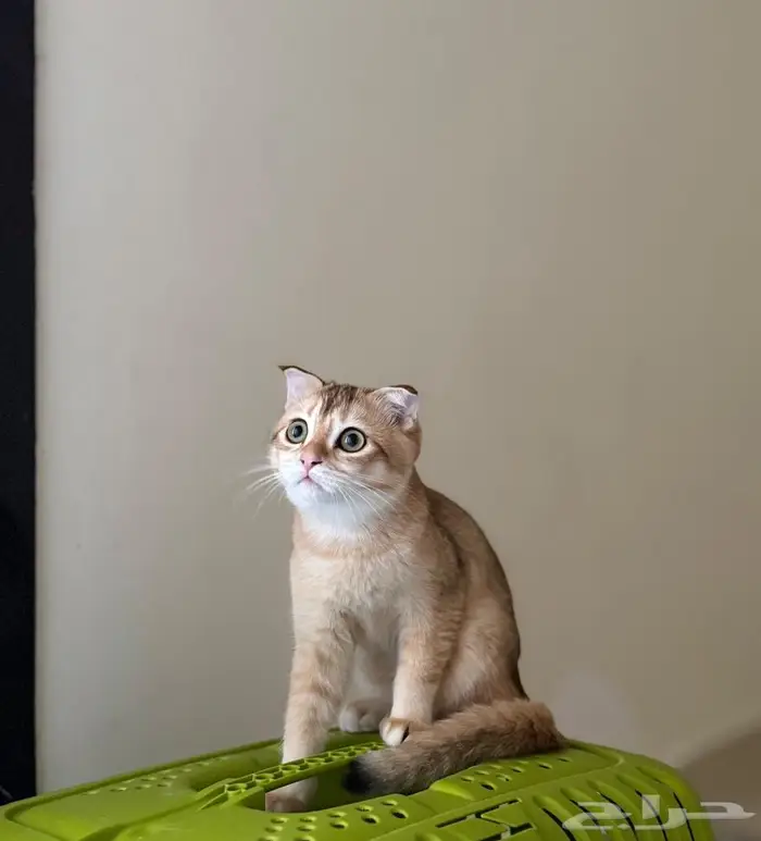 سكوتش فولد للبيغ 5