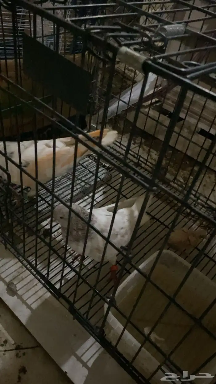 حمام بكستاني و تركي 0