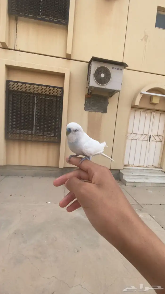 ذكر بادجي هدد خارجي 0