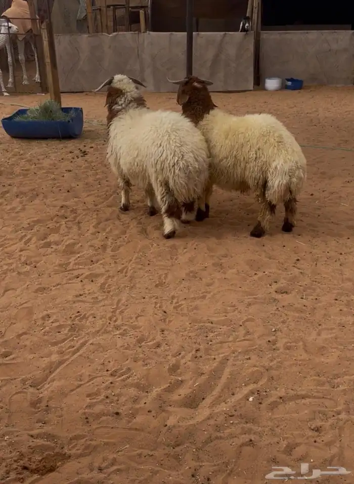 ذبايح رماح الرمحيه والمزاين 3