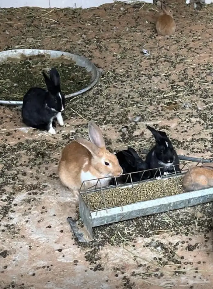 أرانب للبيع 0