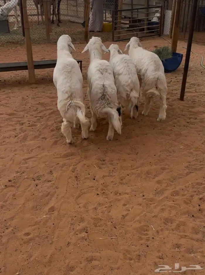 ذبايح رماح الرمحيه والمزاين 0