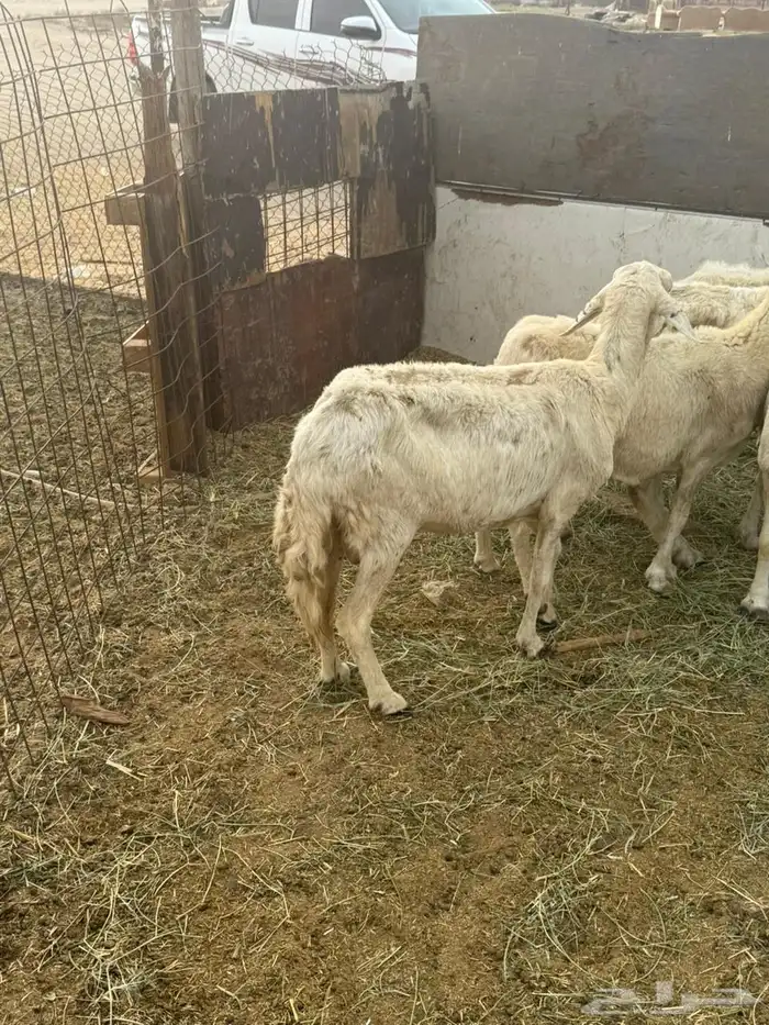 نعاج جنب 3