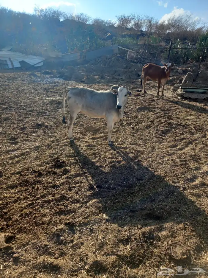 بقر شحم للبيع 0