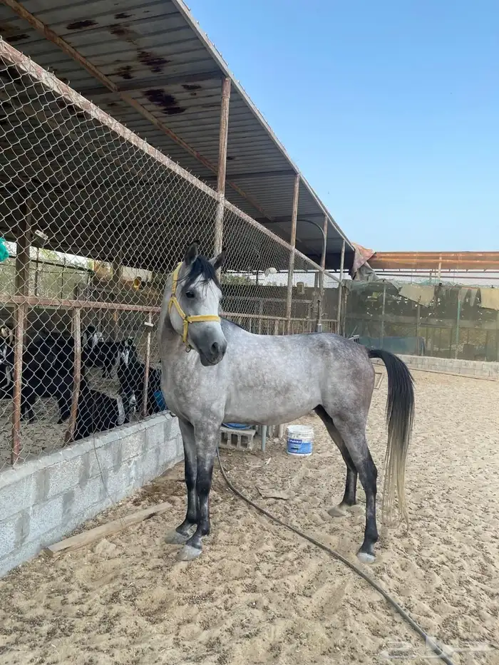 للبيع أحصنة الموقع العقير 2