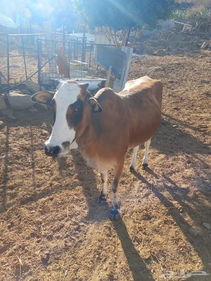 بقر شحم للبيع 5