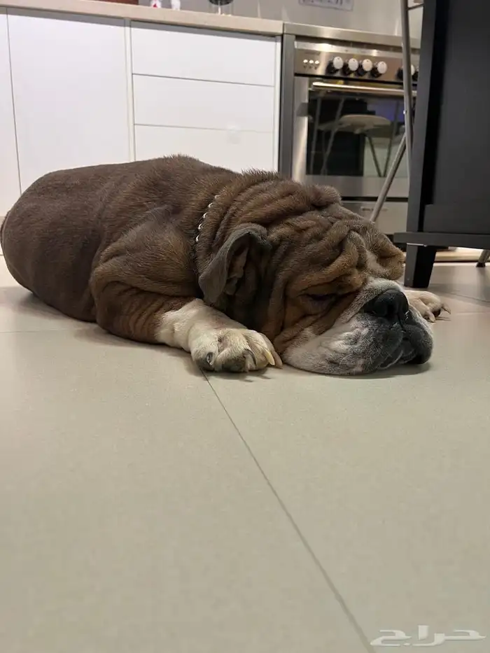 كلب English bulldog 1