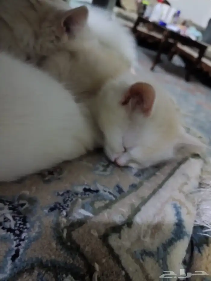 قطط للبيع شيرازي هملايا 1