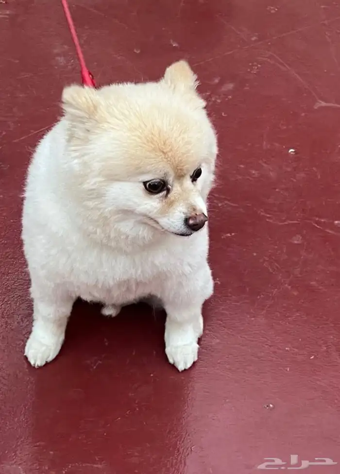 كلب مفقود في جدة مكافأة مالية لمن يعثر عليه 1