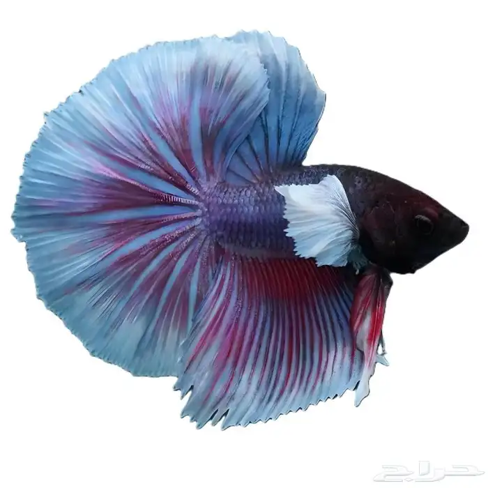 سمك فايتر بسعر اقل من سعر الجملة 0