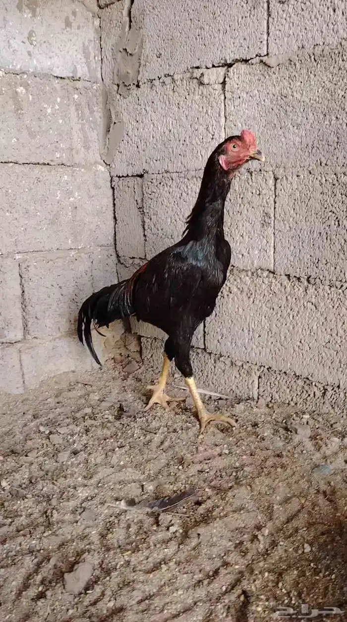 دجاج باكستاني وكل شي بسعره 2