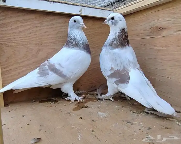 للبيع جوز حمام تركي 1