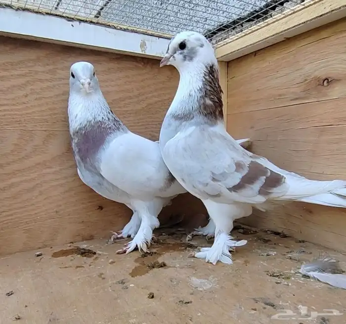 للبيع جوز حمام تركي 0