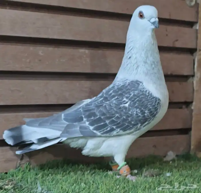 جوز عمري بوز بكحله 6