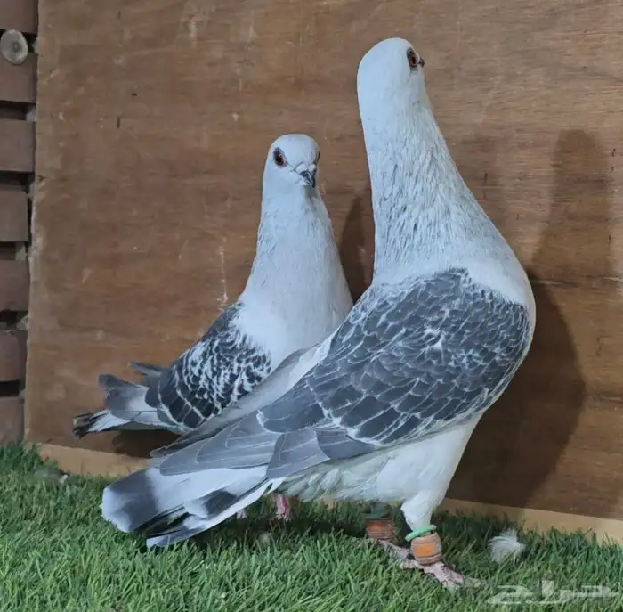 جوز عمري بوز بكحله 3