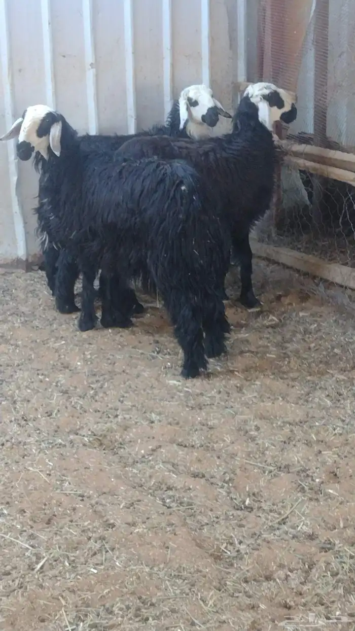 ارخال نجد دغم 3