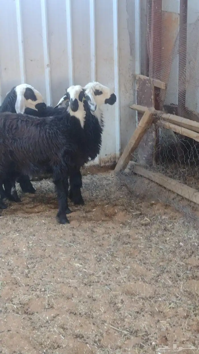 ارخال نجد دغم 4