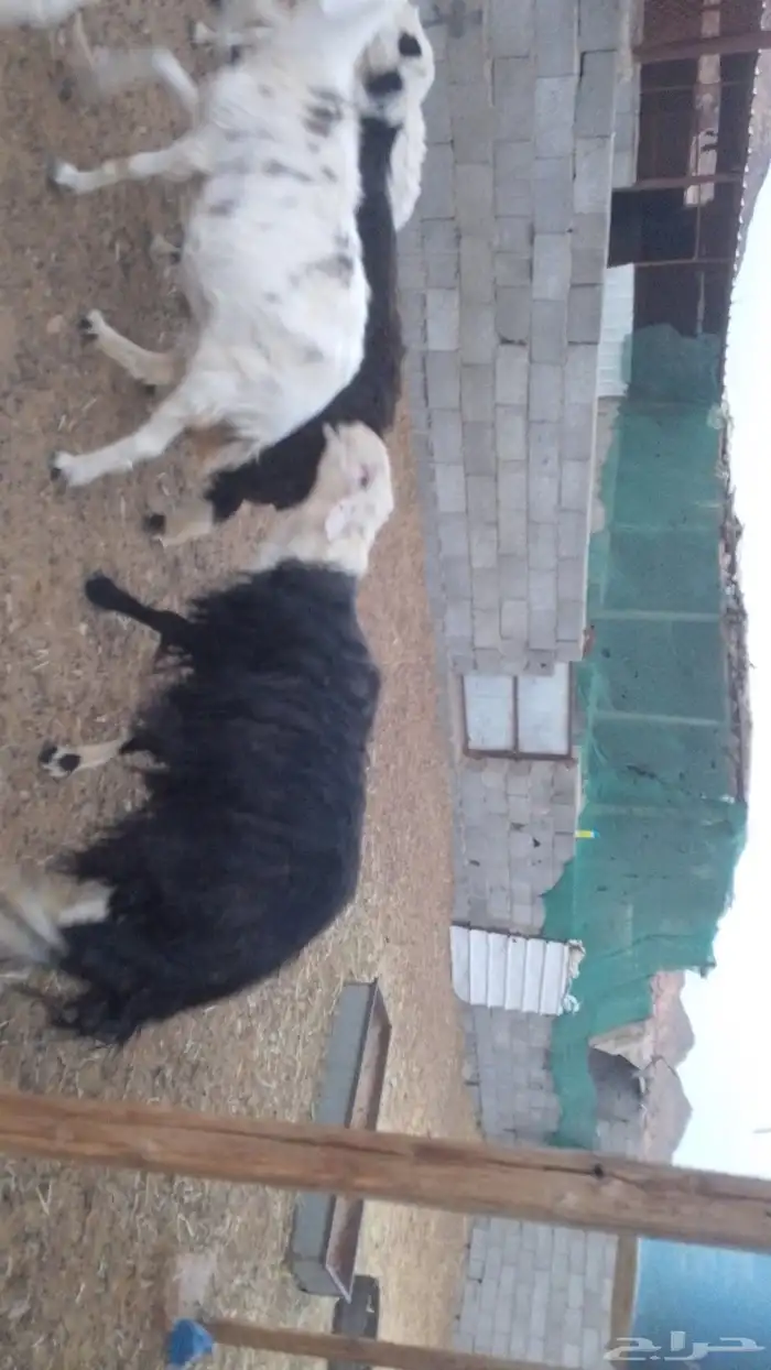 الطلينه نجدي يضرب على شرط 1