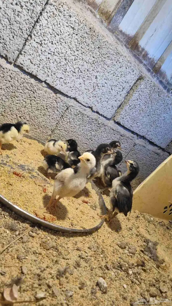 صيصان باكستانيه 0