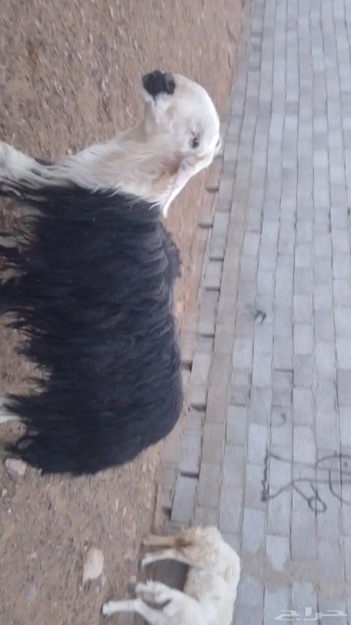 الطلينه نجدي يضرب على شرط 2