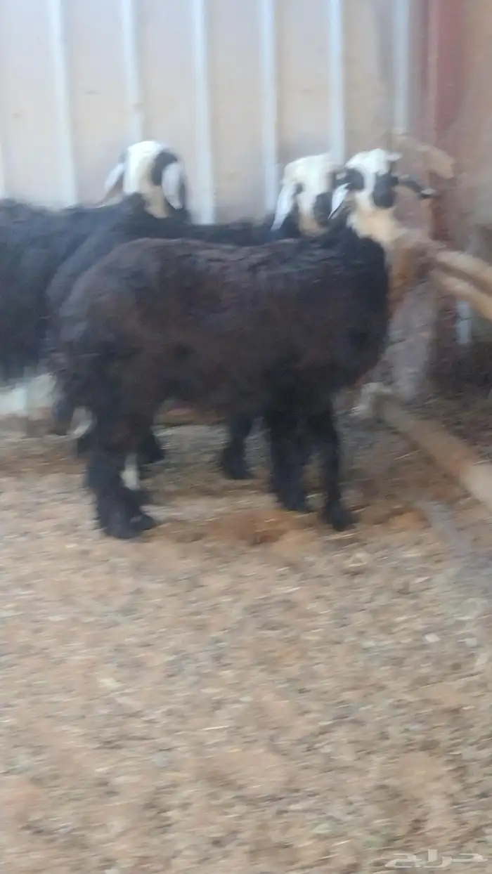 ارخال نجد دغم 1