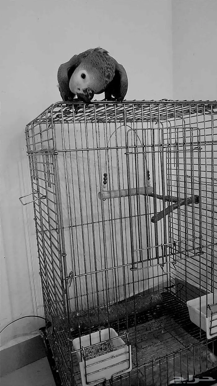 طير ببغاء كاسك و فرخ 7