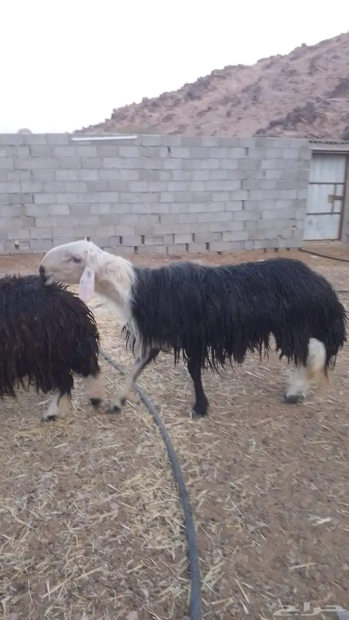 الطلينه نجدي يضرب على شرط 0