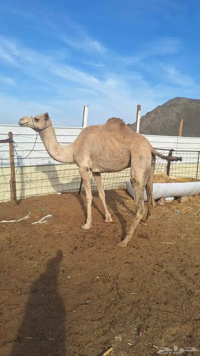 للبيع ناقه حره طيبه مقنوي. 2