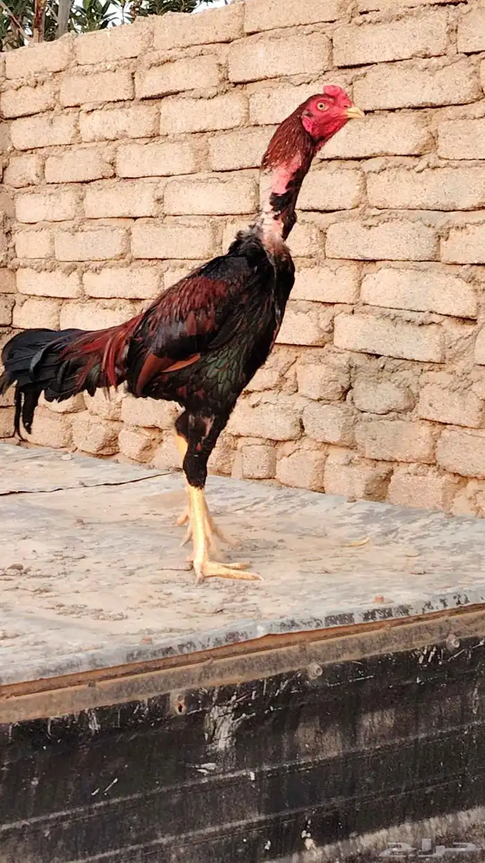 دجاج باكستاني وكل شي بسعره 1