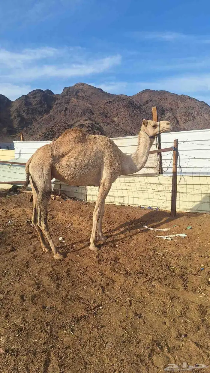 للبيع ناقه حره طيبه مقنوي. 3