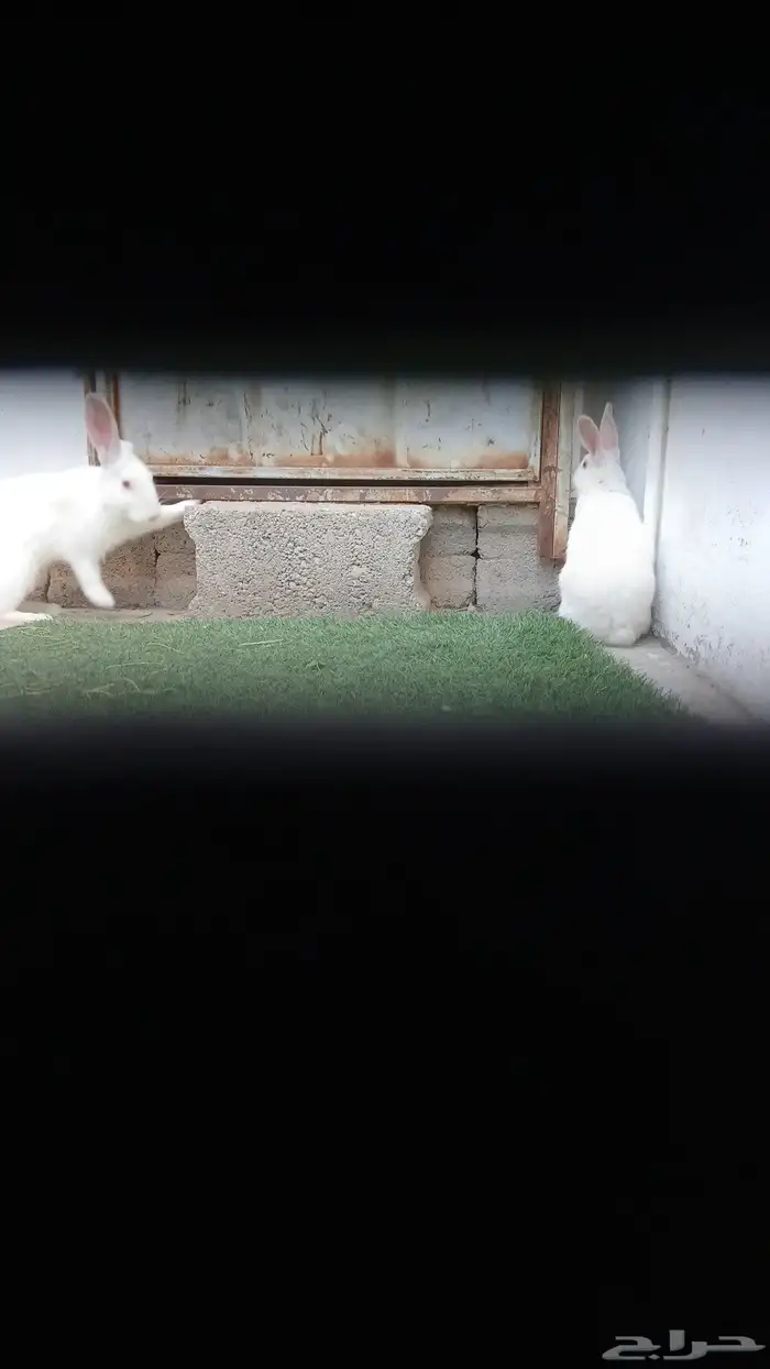 ارانب فرنسي 0