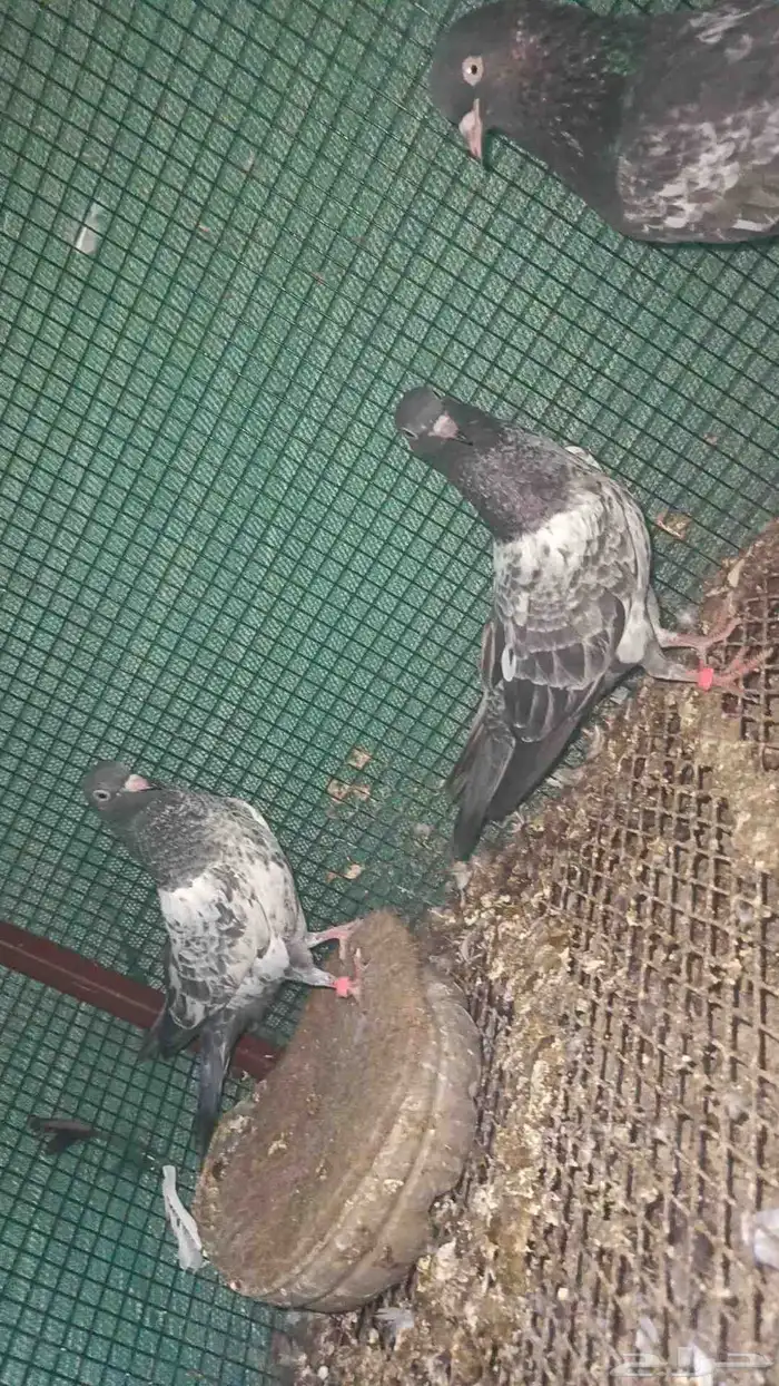 للبيع طبات باكستاني فواخر 13