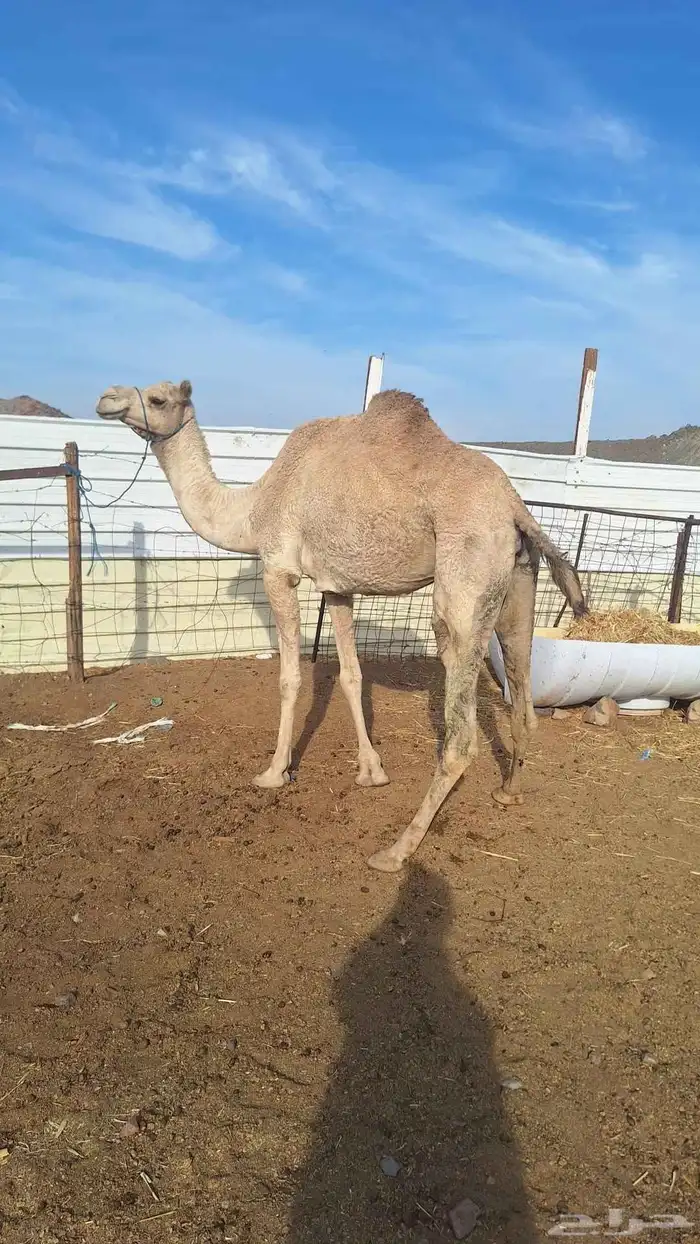 للبيع ناقه حره طيبه مقنوي. 0