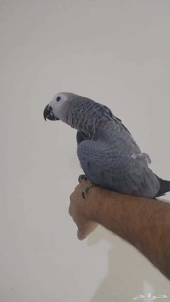 طير ببغاء كاسك و فرخ 3