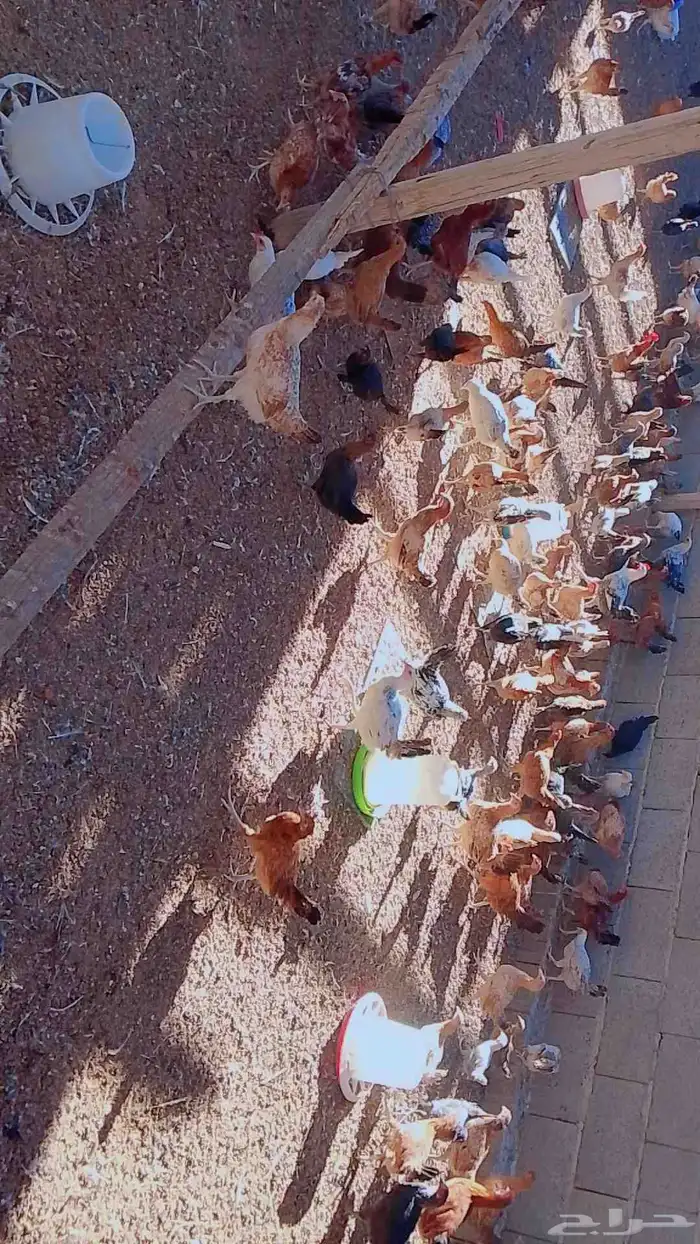دجاج بلدي 0