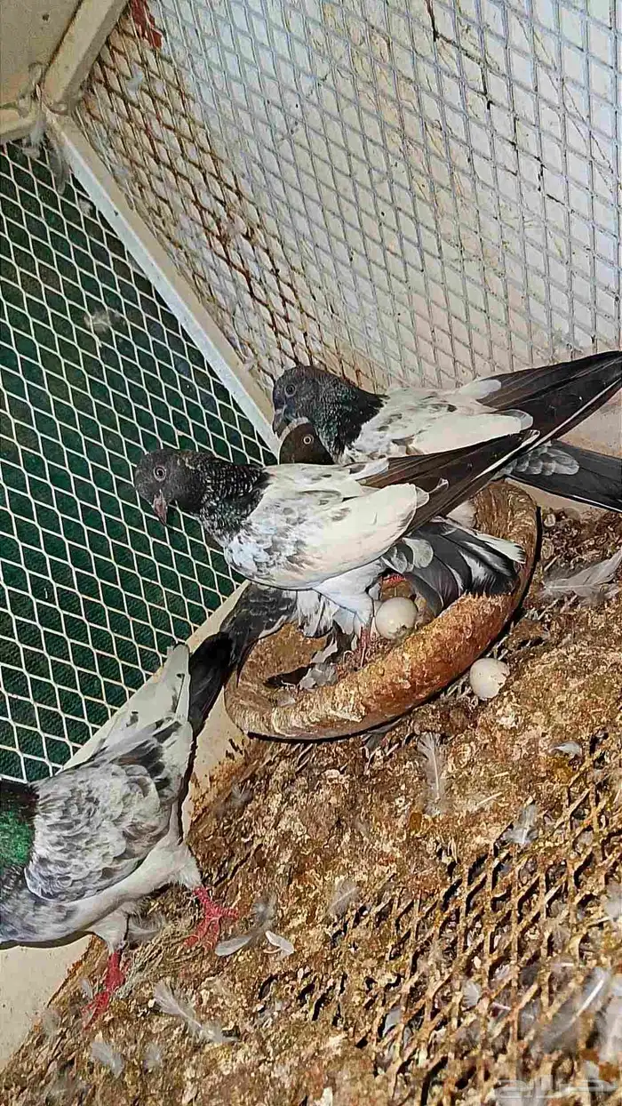 للبيع طبات باكستاني فواخر 5