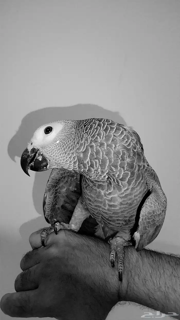 طير ببغاء كاسك و فرخ 6