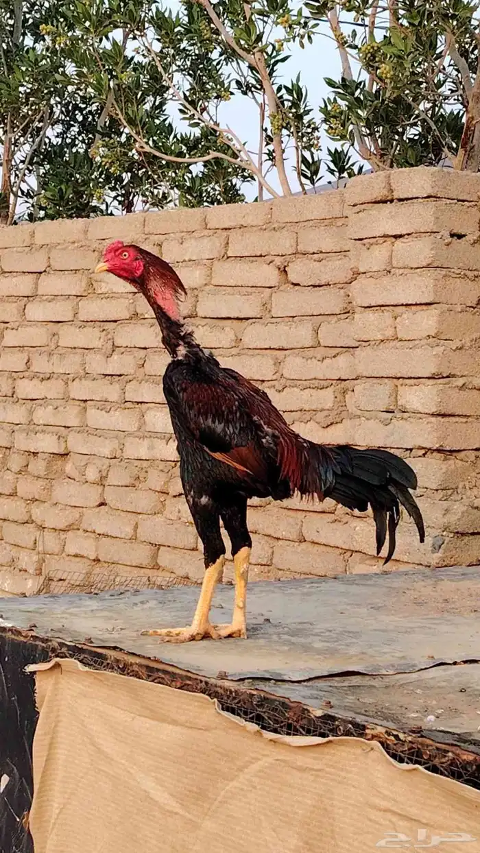 دجاج باكستاني وكل شي بسعره 0