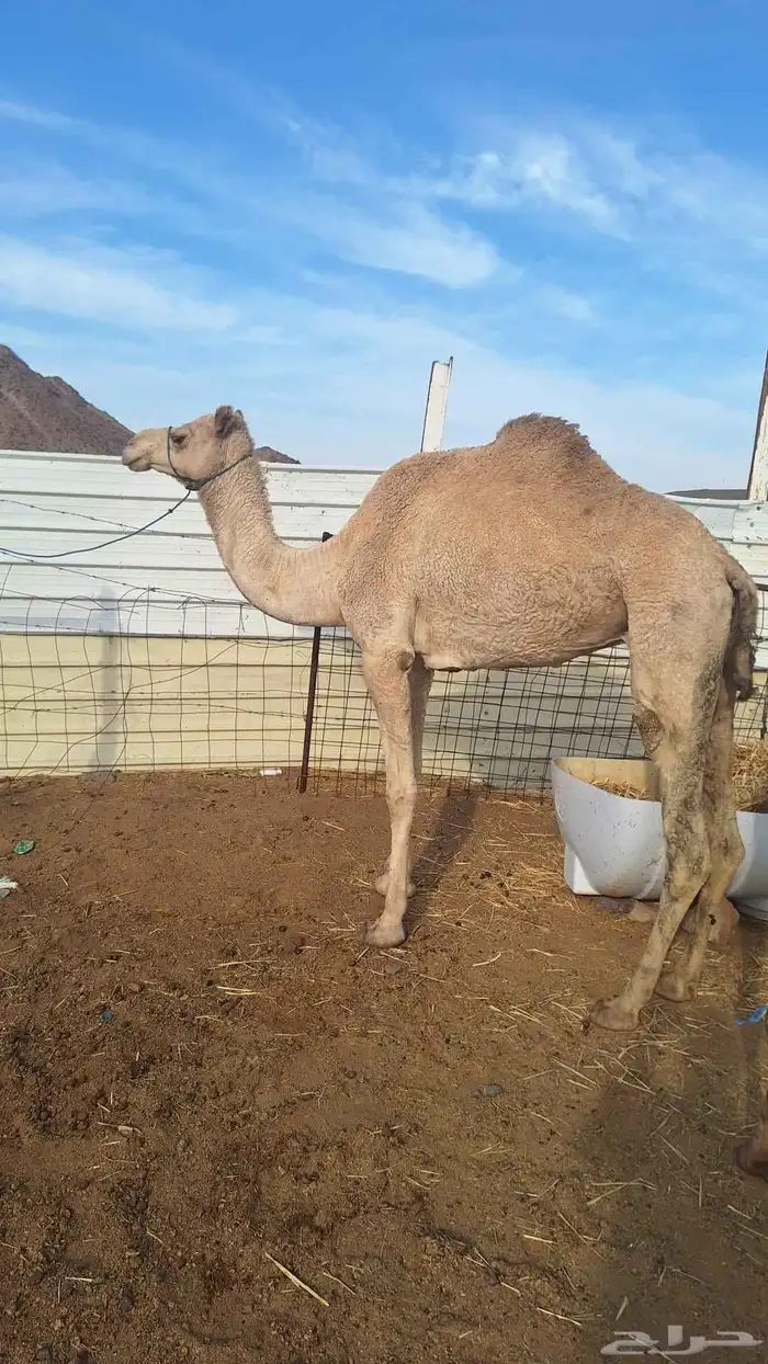 للبيع ناقه حره طيبه مقنوي. 1