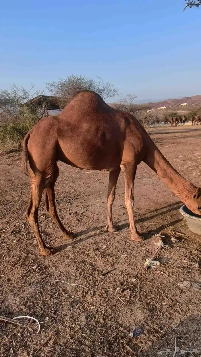 ناقة ساحليه لقحه 0