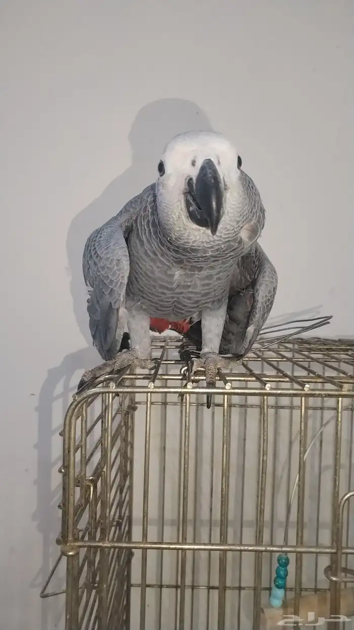 طير ببغاء كاسك و فرخ 2